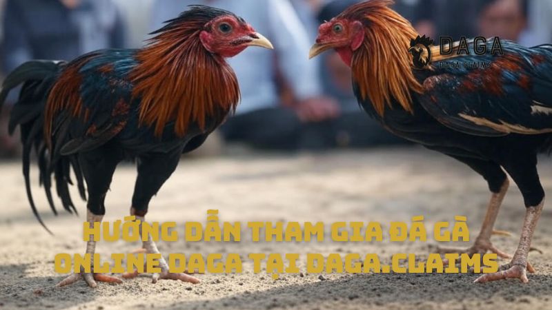 Hướng dẫn tham gia Đá gà online Daga tại miners.ru.com